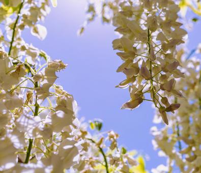 骨波田の藤棚の藤の花18 骨波田の藤棚の藤の花18の写真