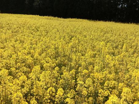 佐賀 武雄 馬場の山桜 菜の花畑2 佐賀 武雄 馬場の山桜 菜の花畑2 菜の花,春,佐賀の写真素材