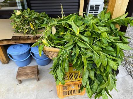 刈り取った藍染用の葉 刈り取った藍染用の葉 藍染,葉,刈り取りの写真素材