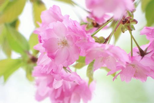cherry blossoms, JPG