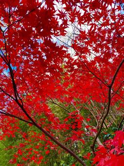 紅葉 紅葉の写真