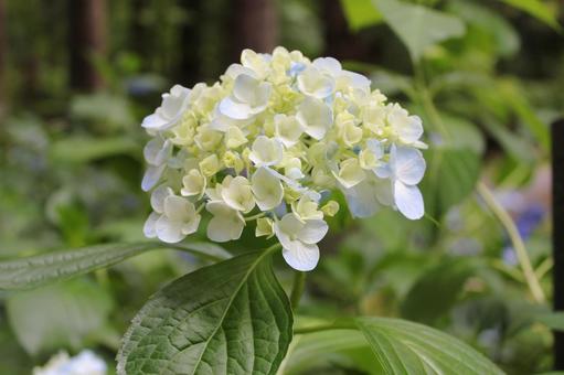 Hydrangea 48, JPG