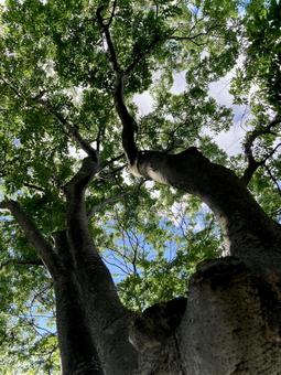 樹木 樹木 ケヤキ,欅,樹木の写真素材