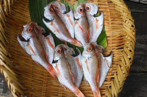 のどぐろの干物 干物,のどぐろ,手作りの写真素材