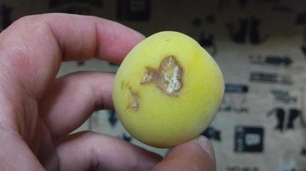 南高梅の傷 梅,南高梅,梅仕事の写真素材