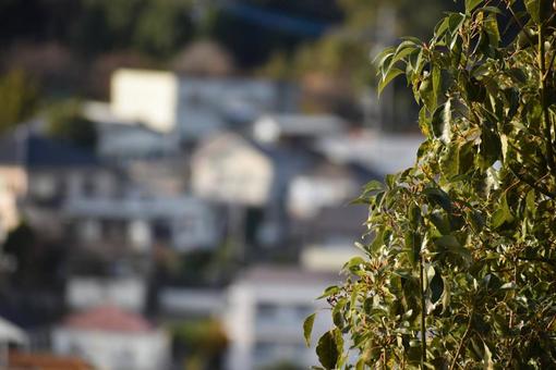 樹木越しに。の写真