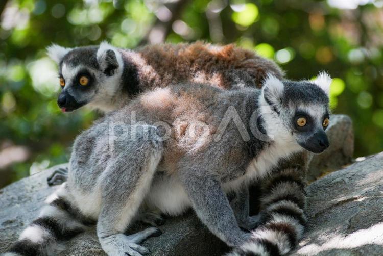 石の上のワオキツネザル ワオキツネザル,キツネザル,動物の写真素材