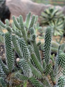 植物 サボテン 植物 サボテン 植物,草花,植物園の写真素材