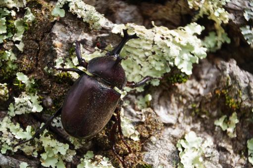 Photo, summer vacation, beetle, insects taken, 