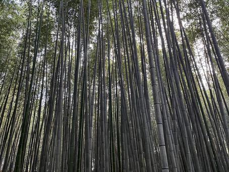 竹林 竹,自然,癒しの写真素材