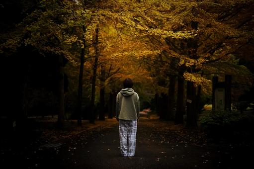 ＜素材＞朝のイチョウ並木を散策する女性 女性,イチョウ,紅葉の写真素材