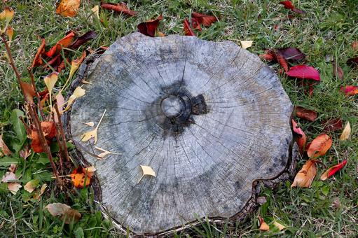 秋の落ち葉と大きな切り株の断面 切り株,切株,きりかぶの写真素材