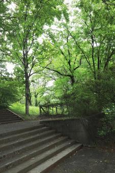 森林公園の写真