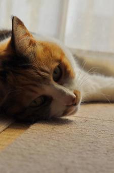 こっちを向いた三毛猫 三毛猫,猫,畳の写真素材