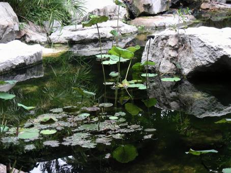 池 池の写真
