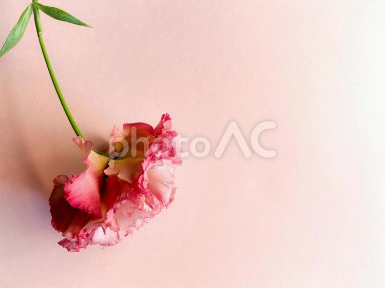 可愛らしい1輪のトルコキキョウ 花,春,夏の写真素材