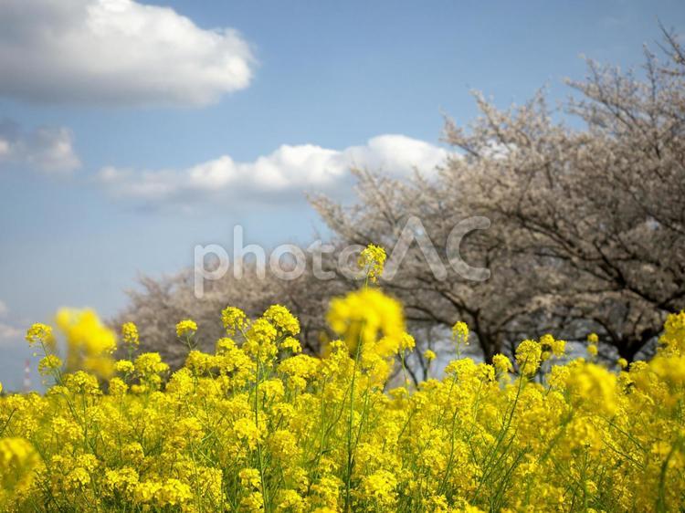 菜の花と桜のコラボレーション 菜の花,桜,青空の写真素材
