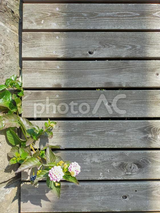 お花と木目の文字入れ背景素材 お花,花,フラワーの写真素材