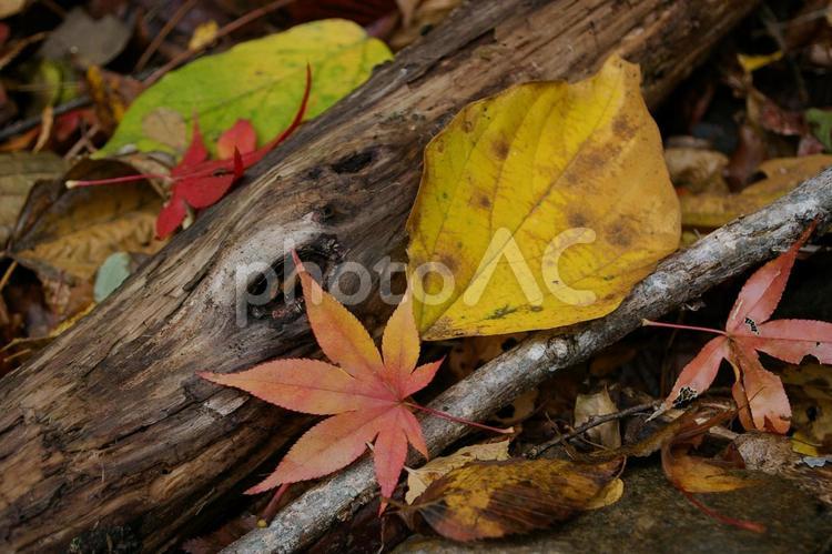 秋、紅葉した落ち葉のクローズアップ 紅葉,もみじ,落葉の写真素材