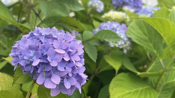 紫陽花(紫色、ヨコ) 紫陽花(紫色、ヨコ)の写真