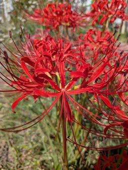 彼岸花アップの写真