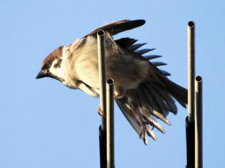 アンテナの上でポーズをとるスズメ 鳥,野鳥,スズメの写真素材