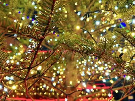 ライトアップされたモミの木 モミの木,光,ライトアップの写真素材