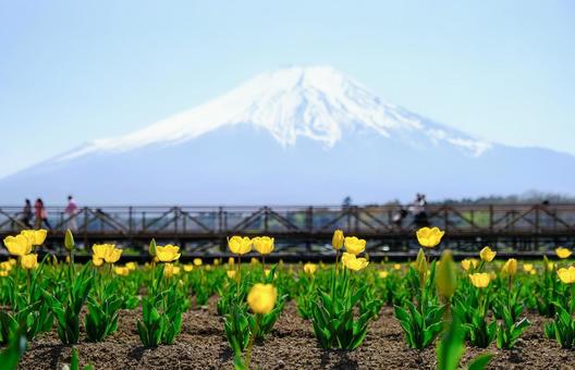 Mount Fuji and Tulips at Hana no Miyako Park, JPG