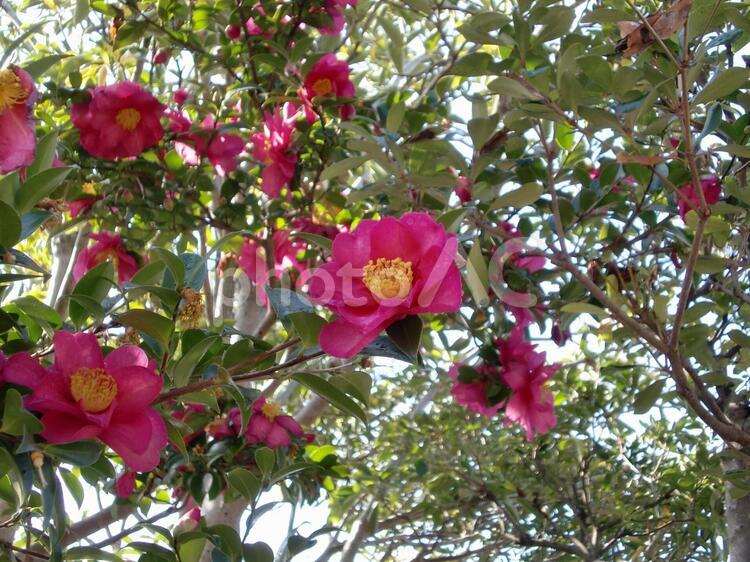 サザンカ サザンカ,赤い花,冬の花の写真素材