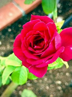 薔薇 薔薇,バラ園,花の写真素材