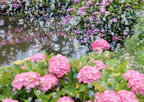 紫陽花とシャボン玉 紫陽花とシャボン玉の写真
