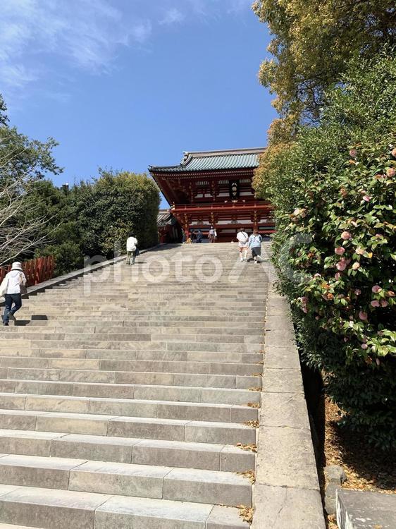 鶴岡八幡宮の階段 鎌倉,鶴岡八幡宮,階段の写真素材