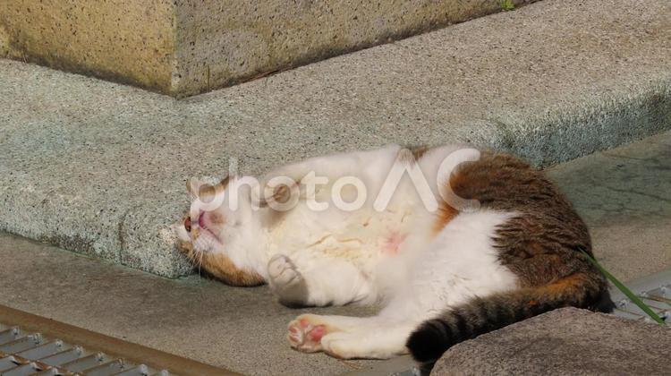 何もかも忘れて爆睡するモフモフで可愛い猫 猫,キジシロ,へそ天の写真素材