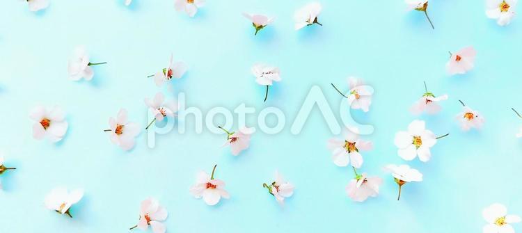 白い小花と空色の背景 花,花びら,自然の写真素材