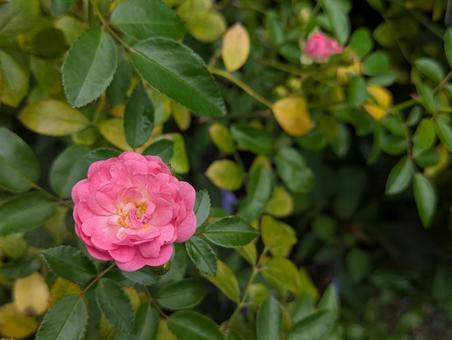 薔薇 薔薇の写真