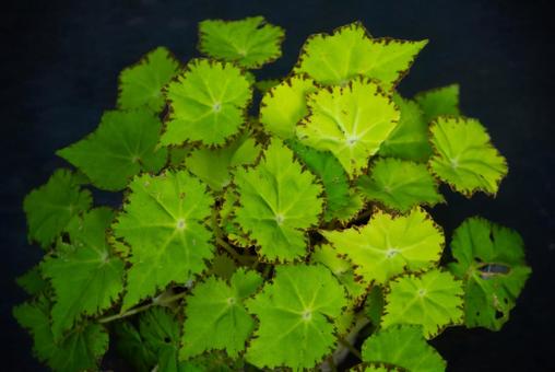 レックスベゴニアの葉の写真