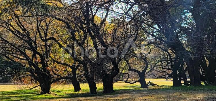 風景　都会のオアシス(公園) 公園,自然,オアシスの写真素材