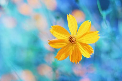 The fantastic and beautiful yellow cosmos, JPG