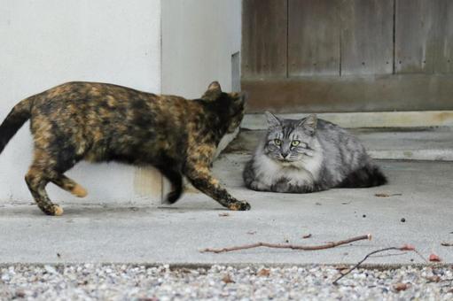 驚く猫 猫,野良猫,サビ猫の写真素材