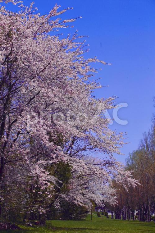 桜の大木と青空 桜,桜の木,青空の写真素材