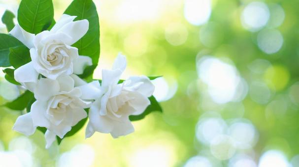 くちなしの花-157 くちなしの花-157の写真