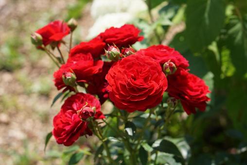 花束のような赤いバラ 花束のような赤いバラの写真