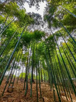 偕楽園の竹林 偕楽園の竹林の写真