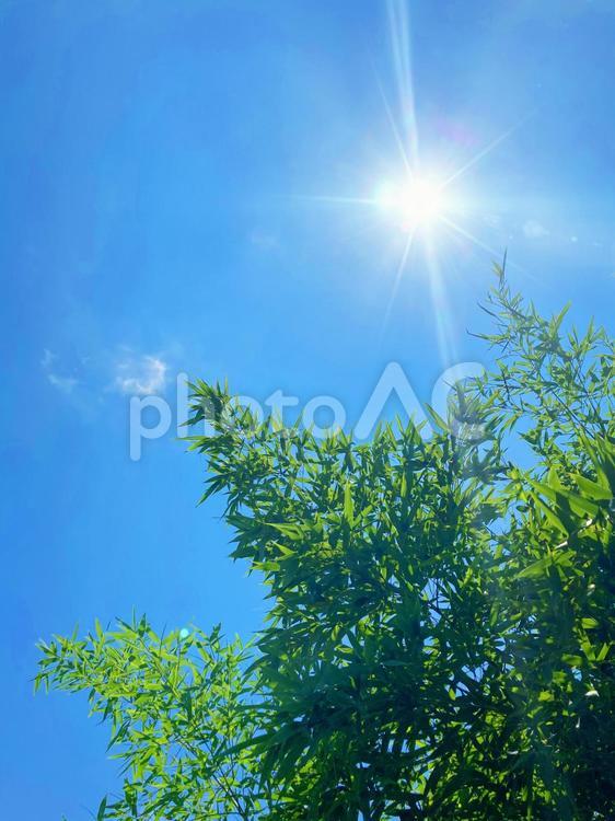 鮮やかな青空と新緑の背景素材_c_22 背景,新緑,青空の写真素材