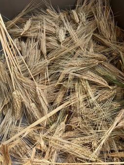 Barley, JPG Barley, JPG