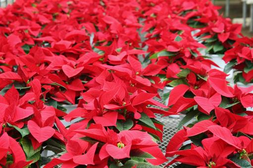 ポインセチア　咲く風景 ポインセチア,観葉植物,コントラストの写真素材