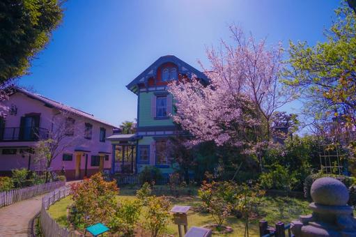 横浜元町の桜 横浜元町,元町,元町中華街の写真素材