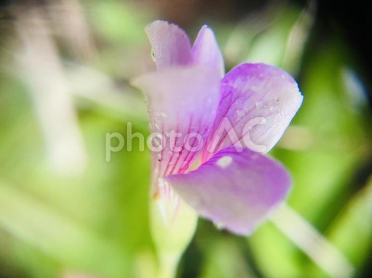血管のような葉脈のある花 接写,マクロ,マクロ撮影の写真素材