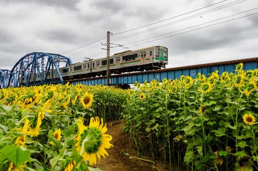 ヒマワリと電車⑷ ヒマワリと電車⑷ 夏,花,ヒマワリの写真素材