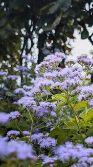 淡い紫色のユーパトリュームの花 ユーパトリューム,花,紫の写真素材